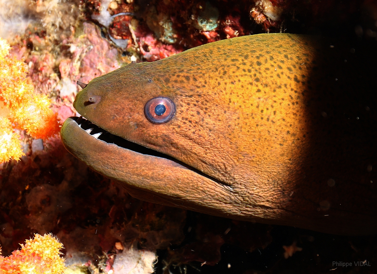 Raja Ampat 2016 - Gymnothorax javanicus - Giant moray - Murene Javanaise - IMG_5151_rc.jpg